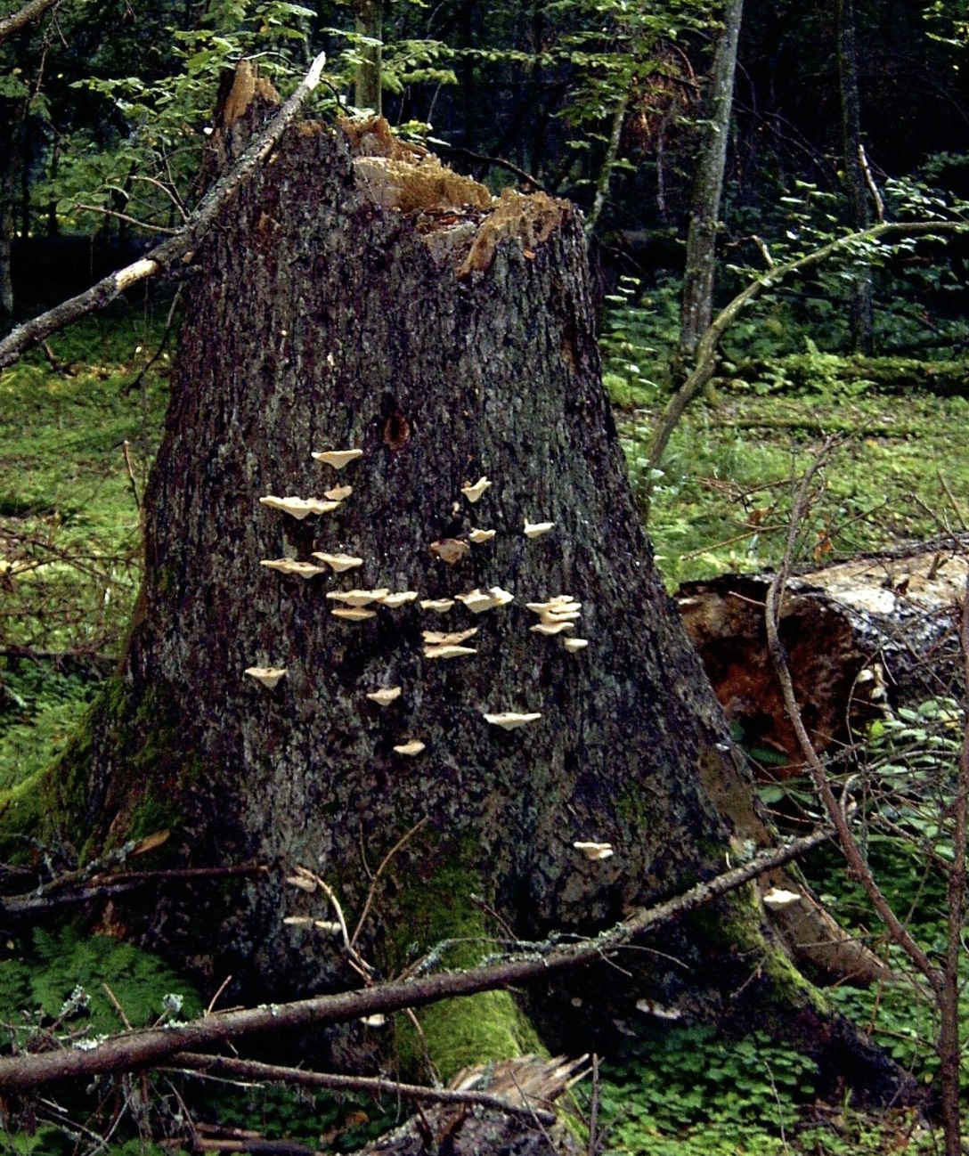Fungus on a tree stump 